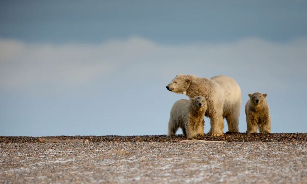 EL FIN DEL CONSENSO MUNDIAL sobre el clima (*)